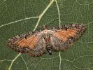 Píďalička vratičová - Eupithecia icterata