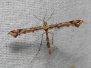 Pernatuška různožravá - Amblyptilia acanthadactyla