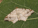 Kropenatec dubový - Macaria alternata