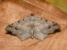Kropenatec dubový - Macaria alternata