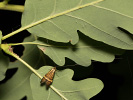 Adéla pestrá - Nemophora degeerella