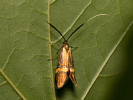 Adéla pestrá - Nemophora degeerella