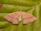Očkovec bukový - Cyclophora linearia