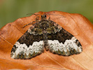 Píďalka zelenokrajná - Euphyia biangulata