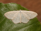 Vlnopásník vikvový - Scopula floslactata