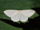 Vlnopásník vikvový - Scopula floslactata