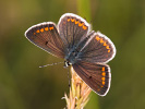 Kleiner Sonnenröschen-Bläuling - Aricia agestis