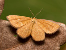 Žlutokřídlec hlínožlutý - Idaea serpentata