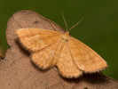 Žlutokřídlec hlínožlutý - Idaea serpentata