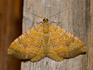 Píďalka kopřivová - Camptogramma bilineatum