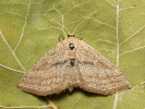 Vlnopásník pruhovaný - Scopula virgulata