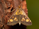 Zavíječ zlatoskvrnný - Pyrausta aurata