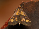 Zavíječ zlatoskvrnný - Pyrausta aurata