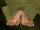 Zavíječ kukuřičný - Ostrinia nubilalis