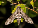  - Agrius convolvuli