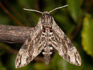  - Agrius convolvuli