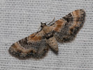 Píďalička květelová - Eupithecia linariata