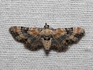 Píďalička květelová - Eupithecia linariata