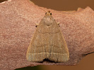 Žlutavka jižní