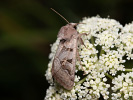  - Episema tersa