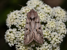  - Episema tersa
