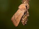  - Episema tersa
