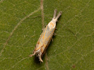 Krásněnka - Holoscolia huebneri