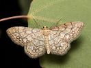 Žlutokřídlec běloskvrnný - Idaea moniliata