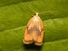 Obaleč javorový - Acleris forsskaleana