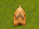 Obaleč javorový - Acleris forsskaleana