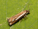 Travařík luční - Crambus pratellus