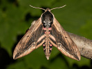 Ligusterschwärmer - Sphinx ligustri
