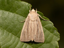  - Mythimna straminea