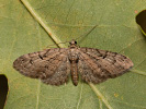 Píďalička podzimní - Eupithecia ericeata