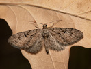 Píďalička podzimní - Eupithecia ericeata