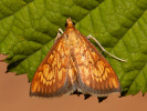 Zavíječ - Ecpyrrhorrhoe rubiginalis
