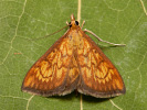 Zavíječ - Ecpyrrhorrhoe rubiginalis