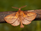  - Euthrix potatoria