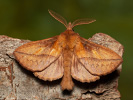  - Euthrix potatoria