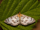 Zavíječ zahradní - Anania hortulata