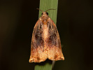 Obaleč zahradní - Archips podana