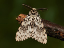 Bekyně mniška - Lymantria monacha
