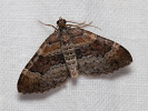 Píďalka jitrocelová - Xanthorhoe spadicearia
