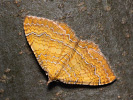 Píďalka kopřivová - Camptogramma bilineatum