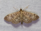 Zavíječ úzkokřídlý - Anania lancealis
