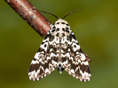 Běloskvrnka smrková - Panthea coenobita