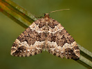 Píďalka zakouřená - Lampropteryx suffumata