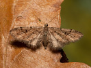 Píďalička smrčinová - Eupithecia lanceata