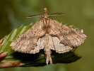 Hřbetozubec dvouzubý - Pterostoma palpinum