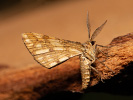 Kropenatec pelyňkový - Narraga fasciolaria